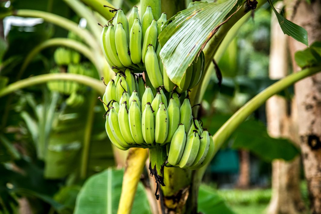 os beneficios da banana