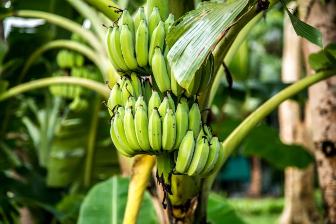 os beneficios da banana